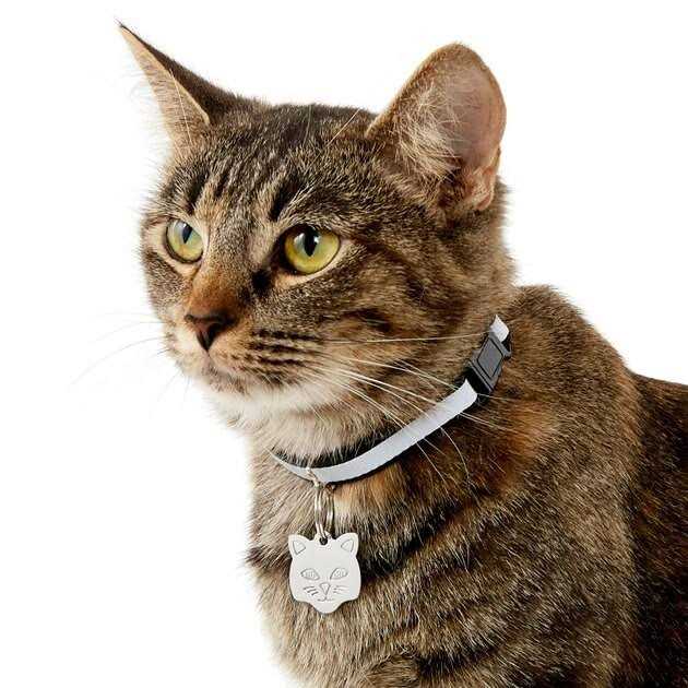 Stainless Steel Personalized Dog & Cat ID Tag J950808