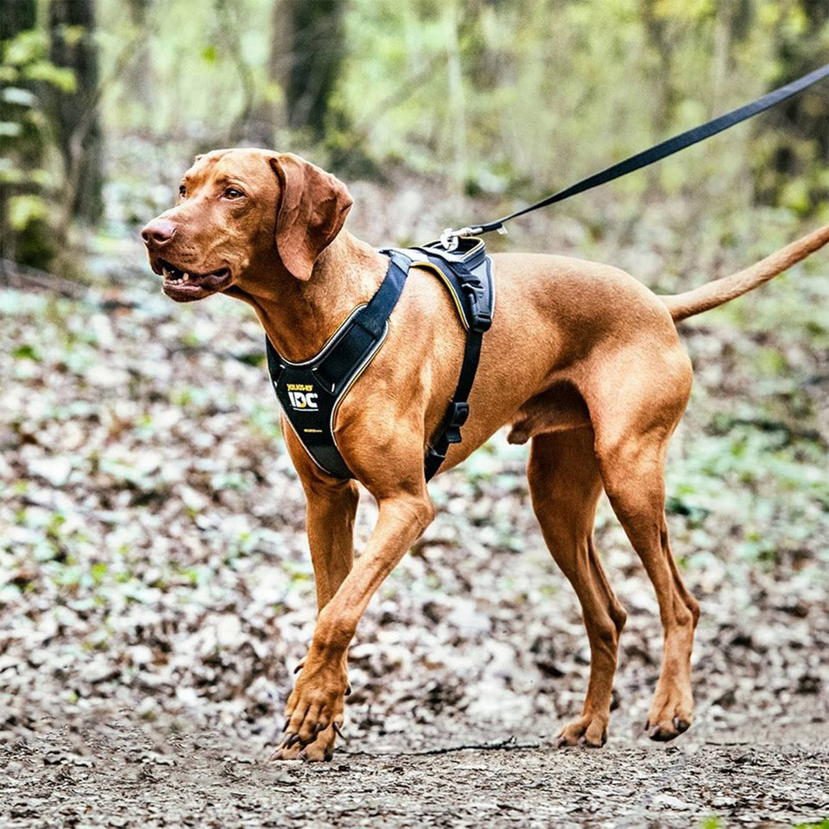 Reflective Dog Walking Harness, Size XL Q113